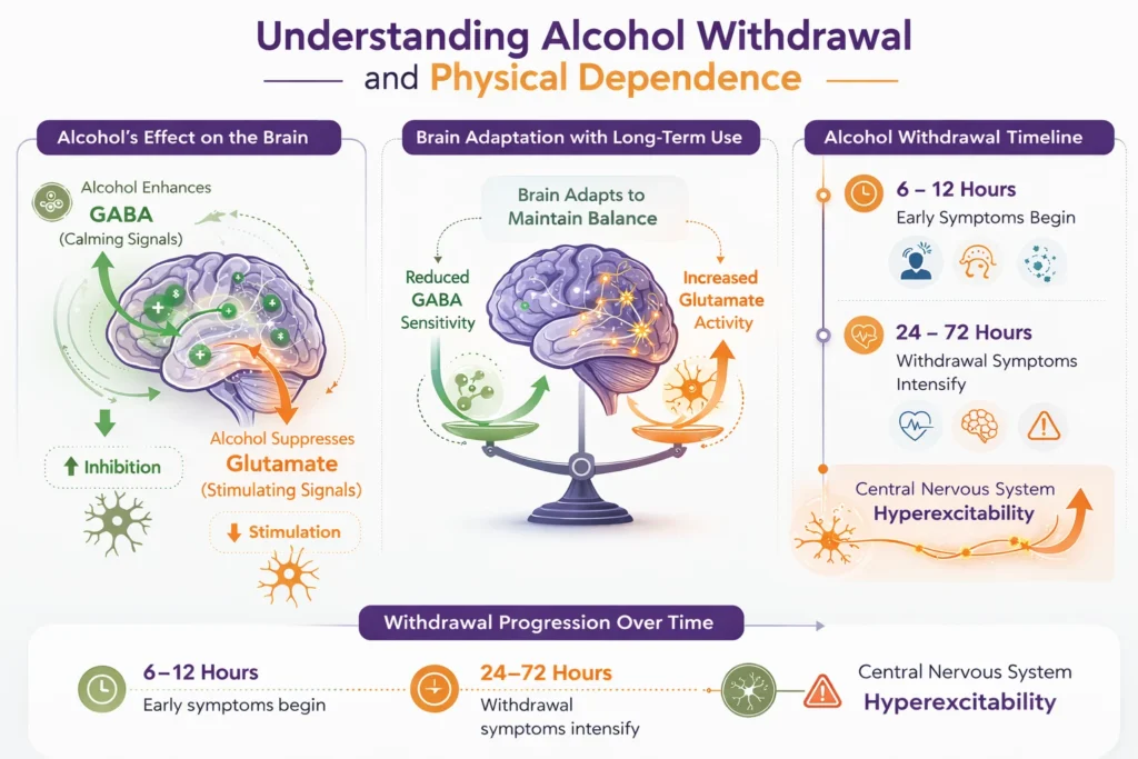 Infographic explaining brain chemistry changes and timeline involved in alcohol withdrawal and physical dependence.